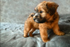 Photo №4. I will sell soft-coated wheaten terrier in the city of Ален. private announcement - price - 2392$