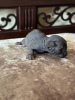 Photo №4. I will sell sphynx-katze in the city of Riga. from nursery, breeder - price - negotiated
