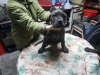 Additional photos: Cane Corso puppies