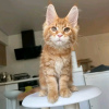 Photo №4. I will sell maine coon in the city of Вашингтон. private announcement - price - 400$