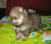 Additional photos: Pomeranian Spitz, sable puppies!