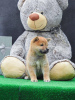 Additional photos: Shiba Inu puppies