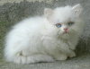 Photo №1. persian cat - for sale in the city of Sydney Olympic Park | 317$ | Announcement № 71718