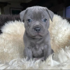 Photo №1. american staffordshire terrier - for sale in the city of Москва | negotiated | Announcement № 117626