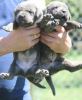 Additional photos: Cane Corso puppies