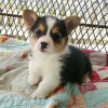Photo №1. welsh corgi - for sale in the city of Marseilles | negotiated | Announcement № 58291