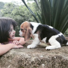 Photo №3. 12 week old Boy and girl beagle puppies looking for their new homes. Germany