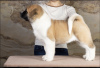 Photo №2 to announcement № 8610 for the sale of american akita - buy in Russian Federation private announcement, from nursery