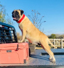 Additional photos: Magnificent Bullmastiff puppies set to go now