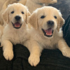 Photo №4. I will sell golden retriever in the city of Дортмунд. private announcement, from nursery - price - 370$