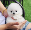 Photo №2 to announcement № 70830 for the sale of pomeranian - buy in Finland private announcement, breeder