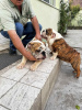 Photo №4. I will sell english bulldog in the city of Панчево. breeder - price - negotiated