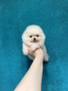 Photo №4. I will sell pomeranian in the city of Москва. breeder - price - 325$