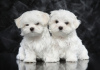 Photo №2 to announcement № 115853 for the sale of maltese dog - buy in Germany 