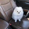 Photo №2 to announcement № 11375 for the sale of pomeranian - buy in Japan private announcement