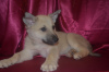 Photo №1. non-pedigree dogs - for sale in the city of Краснокамск | Is free | Announcement № 9264