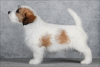 Additional photos: Jack Russell Terrier puppy