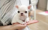 Photo №1. french bulldog - for sale in the city of Вентура | Is free | Announcement № 124104