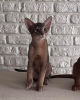 Additional photos: Abyssinian blue cat