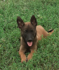 Photo №2 to announcement № 24289 for the sale of belgian shepherd - buy in Russian Federation private announcement