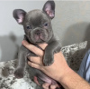 Photo №1. french bulldog - for sale in the city of Berlin | negotiated | Announcement № 115813