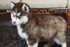 Photo №4. I will sell siberian husky in the city of Vilnius. private announcement - price - 370$