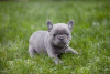 Photo №1. french bulldog - for sale in the city of Berlin | 528$ | Announcement № 64323