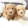 Photo №1. poodle (dwarf) - for sale in the city of Гамбург | 2008$ | Announcement № 95938