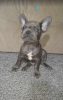 Photo №4. I will sell french bulldog in the city of Werbass. private announcement - price - negotiated