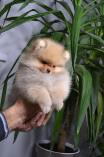 Photo №2 to announcement № 5910 for the sale of pomeranian - buy in Russian Federation from nursery, breeder