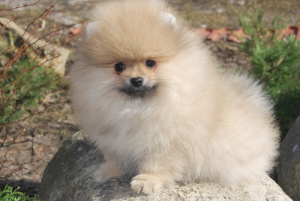 Photo №4. I will sell pomeranian in the city of Москва. from nursery - price - 800$