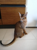 Photo №3. Very affectionate Abyssinian kitten, Abyssinian kittens. Albania