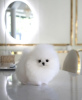 Photo №1. pomeranian - for sale in the city of Los Angeles | 500$ | Announcement № 67474