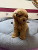 Photo №4. I will sell poodle (toy) in the city of Zrenjanin. private announcement - price - negotiated