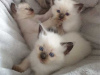 Photo №1. ragdoll - for sale in the city of Munich | 370$ | Announcement № 41483