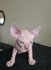 Photo №1. sphynx cat - for sale in the city of Антверпен | 211$ | Announcement № 123521