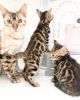 Photo №1. bengal cat - for sale in the city of Goslar | 317$ | Announcement № 88571