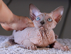 Photo №2 to announcement № 13209 for the sale of sphynx-katze - buy in Ukraine from nursery, breeder