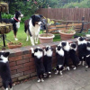 Photo №1. border collie - for sale in the city of Prague | negotiated | Announcement № 109961