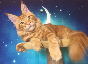 Photo №2 to announcement № 3117 for the sale of maine coon - buy in Russian Federation from nursery, breeder