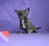 Photo №2 to announcement № 3101 for the sale of chihuahua - buy in Russian Federation from nursery