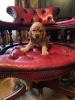 Photo №4. I will sell american cocker spaniel in the city of Potsdam. private announcement, from nursery - price - 317$