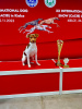 Additional photos: Brazilian terrier puppies