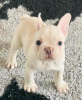 Photo №3. french bulldog puppies. Germany