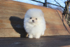 Additional photos: pomeranian