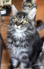 Photo №4. I will sell maine coon in the city of Jūrmala. from nursery, breeder - price - negotiated