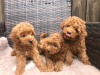 Photo №2 to announcement № 116529 for the sale of non-pedigree dogs - buy in Germany private announcement