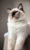 Photo №2 to announcement № 71276 for the sale of ragdoll - buy in Poland breeder