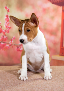 Photo №4. I will sell basenji in the city of Vladivostok. private announcement - price - 732$