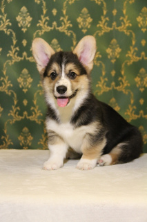 Photo №1. welsh corgi - for sale in the city of Kropivnitsky | negotiated | Announcement № 5794